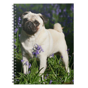 Carnet Carlin de faon se tenant dans les jacinthes des