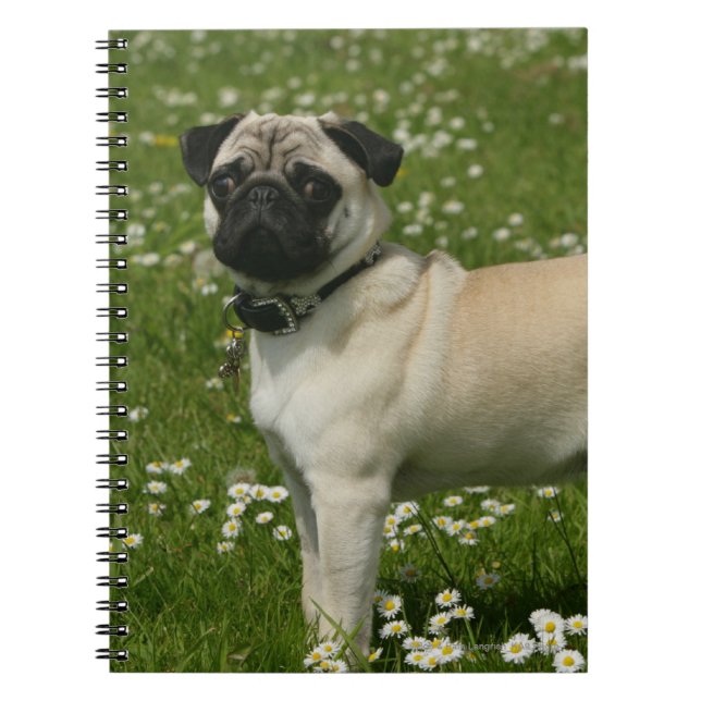 Carnet Carlin jouant en fleurs (Devant)