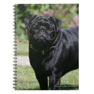 Carnet Carlin noir se tenant regardant l'appareil-photo