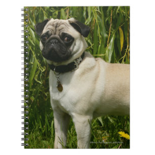 Carnet Carlin regardant l'appareil-photo