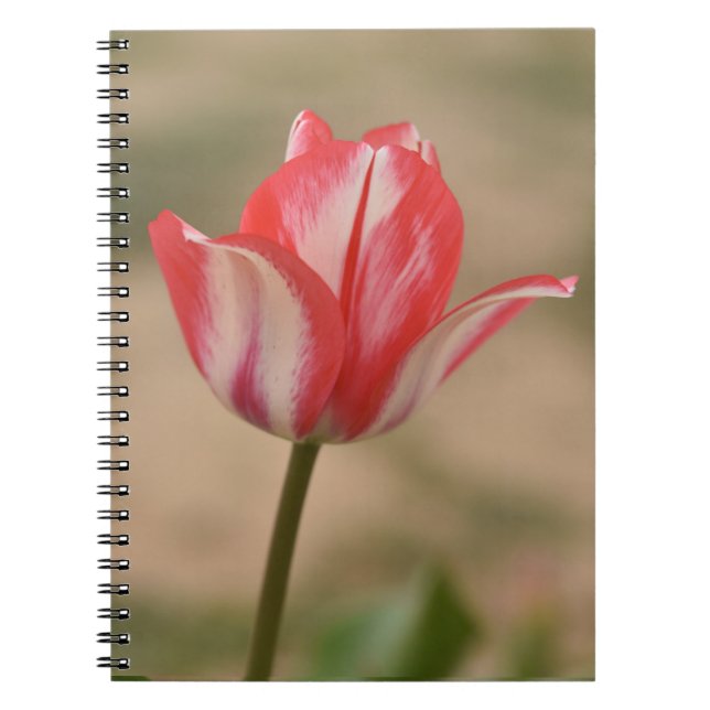 Carnet Carnet/Journal Spiral Tulip (Devant)