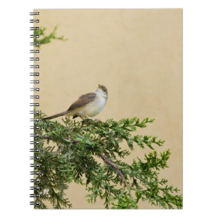 Carnet Carte postale Sparrow