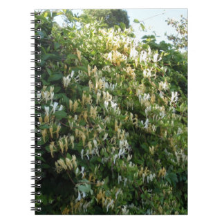 Carnet Casse-miel sur un mur