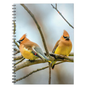 Carnet Cèdre - Photographie originale