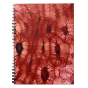 Carnet Cellules de Sclerenchyma d'un puits de cerise