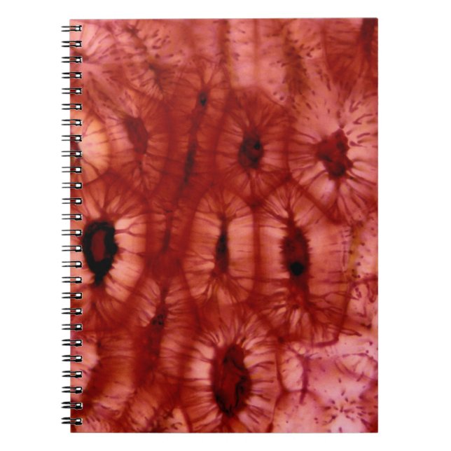 Carnet Cellules de Sclerenchyma d'un puits de cerise (Devant)