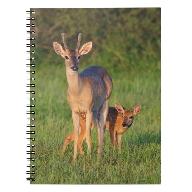 Carnet Cerf à queue blanche | Habitat herbeux (Devant)