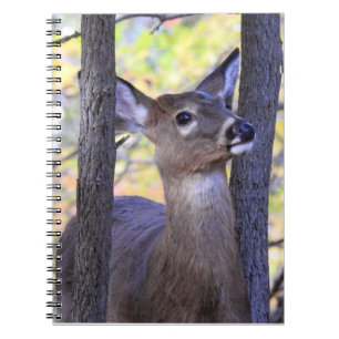 Carnet Cerf à queue blanche près