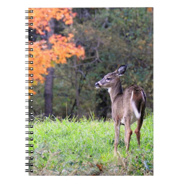 Carnet Cerf à queue blanche près (Devant)