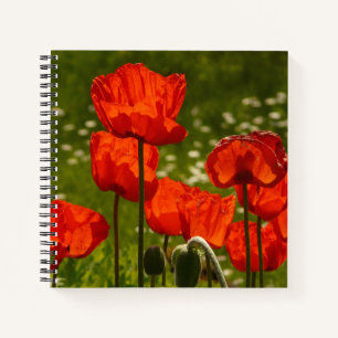 Carnet Champ de coquelicots rouge vif