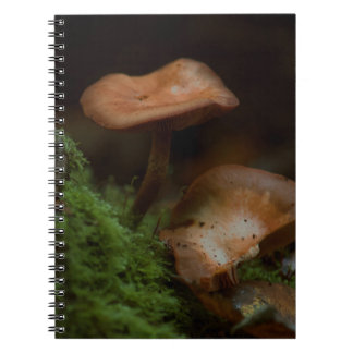 Carnet champignon