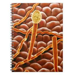 Carnet Champignon de rouille pulvérulente sur la