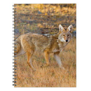 Carnet Chasse au coyote (Canis Latrans)