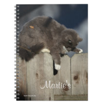Chat sur clôture (9)