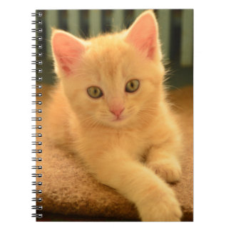 Carnet Chaton