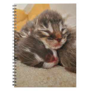 Carnet Chaton dormant