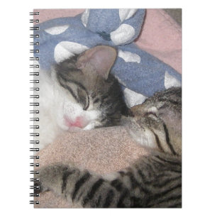 Carnet Chatons doux de sommeil
