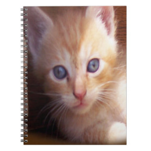 Carnet Chats