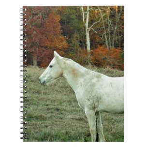 Carnet Cheval à la crème blanche dans un champ d'automne