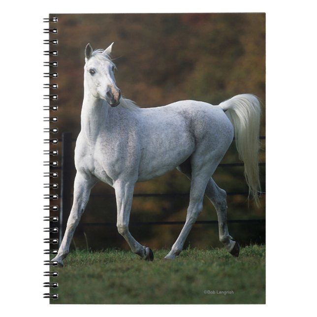 Carnet Cheval arabe courant 1 (Devant)
