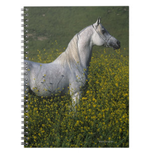 Carnet Cheval arabe se tenant en fleurs