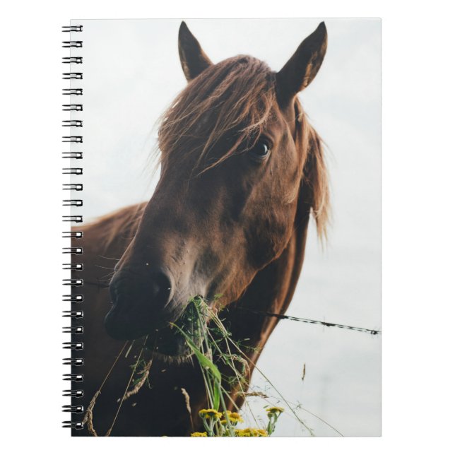 CARNET CHEVAL CHEWING GRASS (Devant)