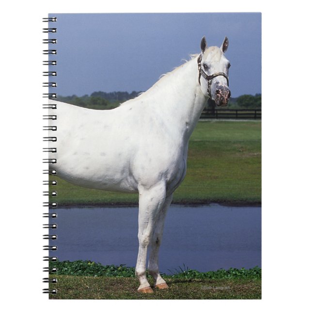 Carnet Cheval d'Appaloosa (Devant)