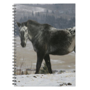 Carnet Cheval d'Appaloosa dans la neige