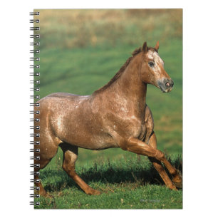 Carnet Cheval d'Appaloosa fonctionnant dans le domaine