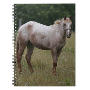 Carnet Cheval d'Appaloosa se tenant dans l'herbe