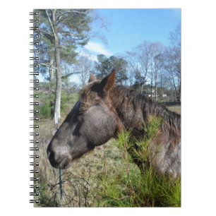 Carnet Cheval de couleur Coco et Crème