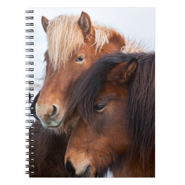 Carnet Cheval islandais en hiver en Islande (Devant)