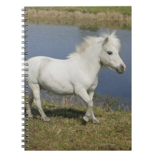 Carnet Cheval miniature fonctionnant près de l'eau