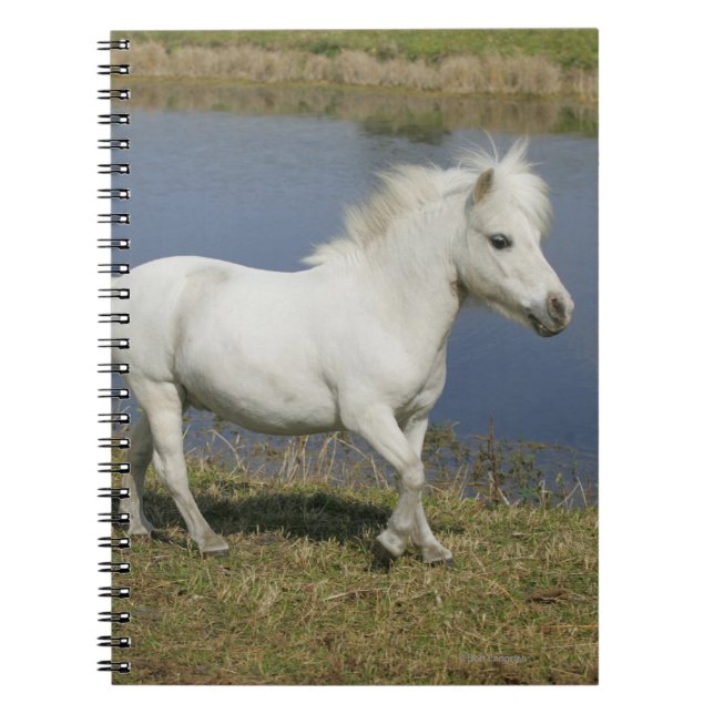 Carnet Cheval miniature fonctionnant près de l'eau (Devant)