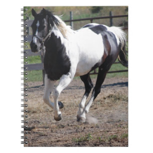 Carnet Cheval Pinto Paint