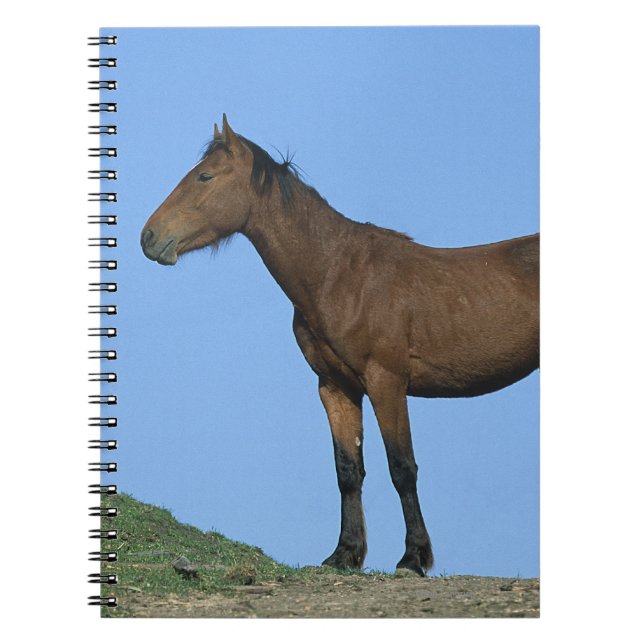Carnet Cheval sauvage de mustang (Devant)