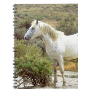 Carnet Cheval sauvage gris, Sources rocheuses, Wyoming