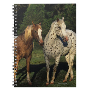Carnet Chevaux d'Appaloosa