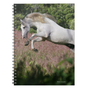 Carnet Chevaux d'imaginaire : Galop de ressort