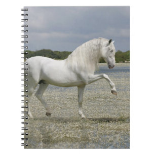 Carnet Chevaux d'imaginaire : Seigneur du lac
