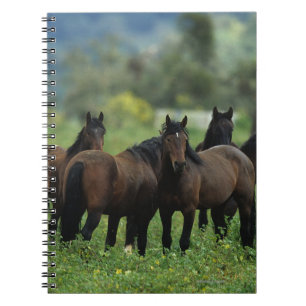 Carnet Chevaux sauvages 3 de mustang
