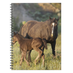 Carnet Chevaux sauvages au parc national Theodore Rooseve