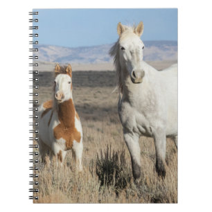 Carnet Chevaux sauvages chez eux dans le bassin de Sandwa