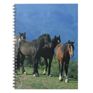 Carnet Chevaux sauvages de mustang dans les montagnes