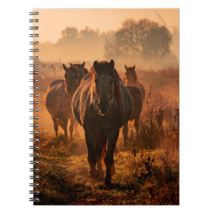 Carnet Chevaux sauvages : Rencontre intense avec le regar