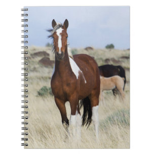 Carnet Chevaux sauvages, Steens Mountains