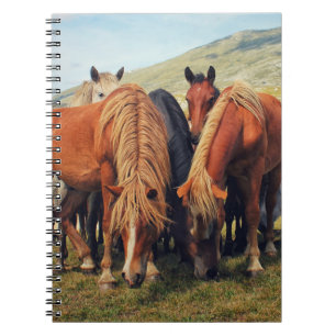 Carnet Chevaux sauvages Vie Nature Scène