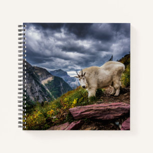 Carnet Chèvre des montagnes Rocheuses