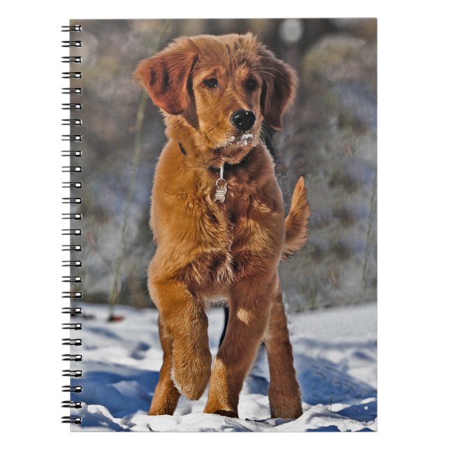 Carnet Chien coquelicot d'or rétriever dans la neige (Devant)