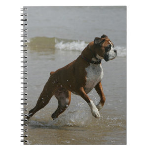 Carnet Chien de boxeur dans l'eau